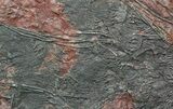 Large, x Scyphocrinites Crinoid Plate - Morocco #45213-4